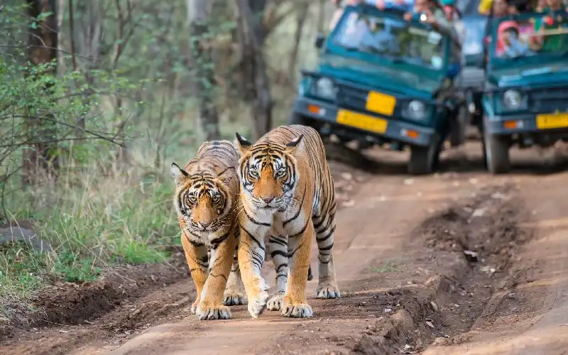  Ranthambore 