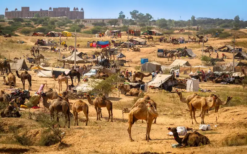  pushkar