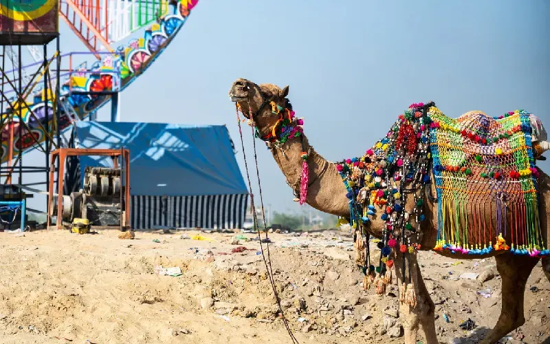 fiera dei cammelli di pushkar