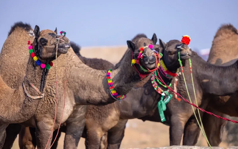 fiera dei cammelli di pushkar