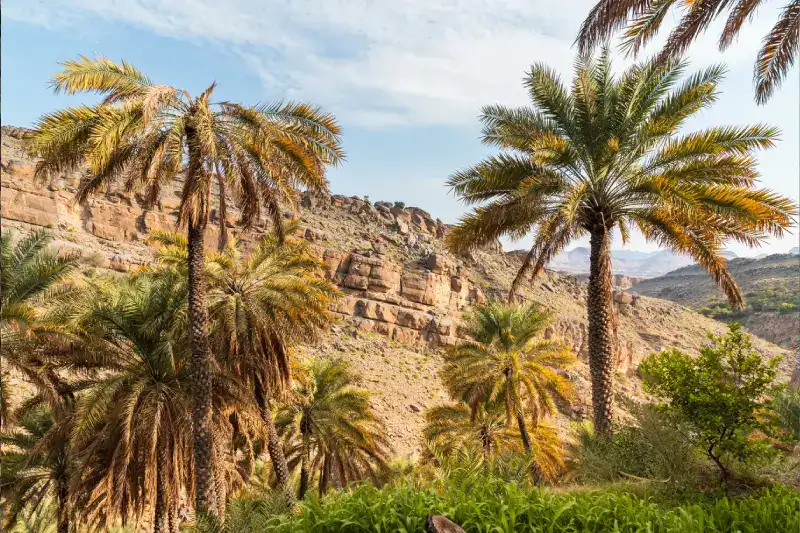 Misfat Al Abriyeen in Oman: Il Villaggio tra le Montagne