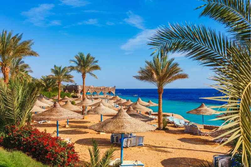 Playa soleada con palmeras en la costa del Mar Rojo en Sharm el Sheikh, Egipto