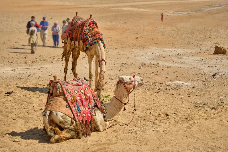 Camellos descansando en Sinaí