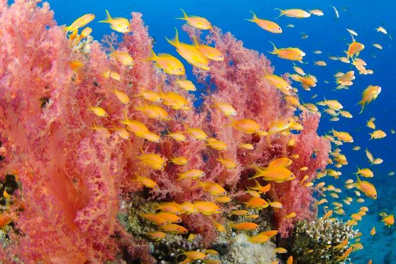 Coral Reef del Mar Rojo