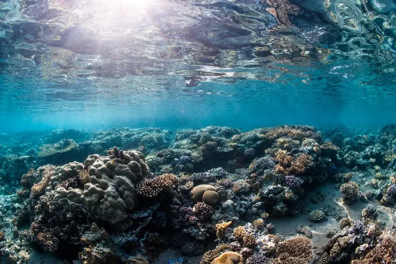 Fondo marino con corales y aguas cristalinas en el Mar Rojo, Egipto.
