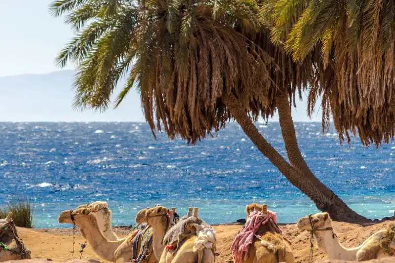 Camellos descansando bajo palmeras en la playa de Dahab, Egipto, con el Mar Rojo de fondo.