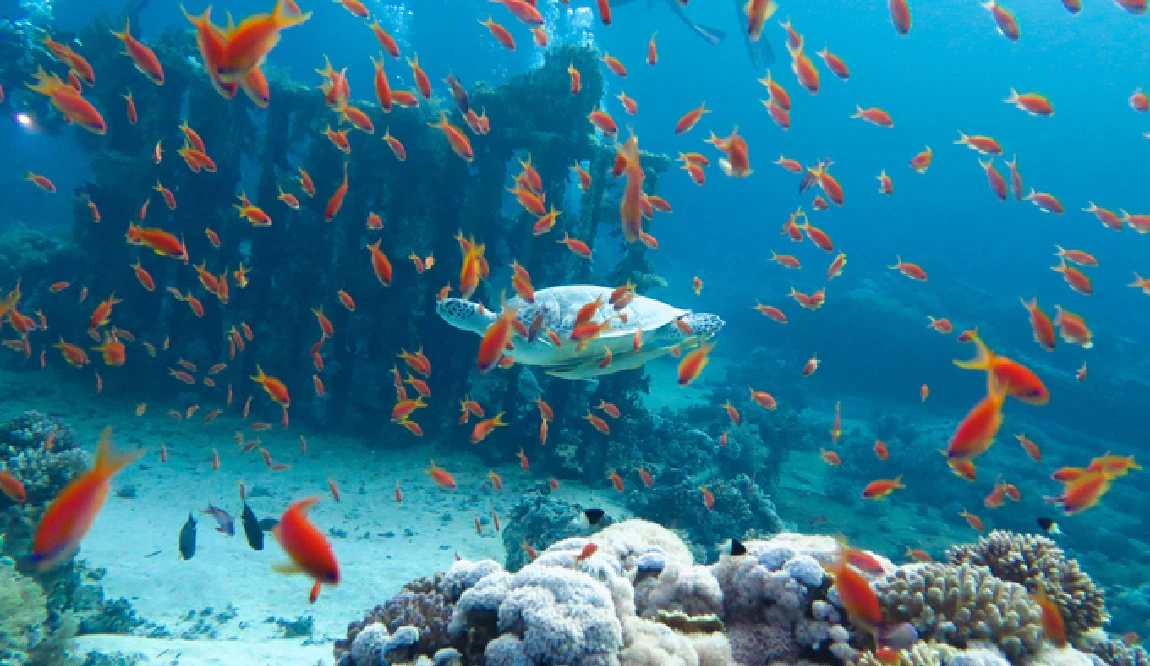 arrecifes de coral sharm el sheikh