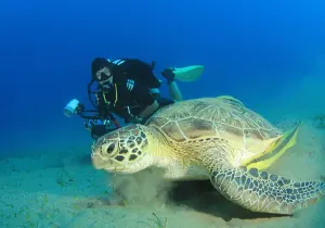 Snorkeling Isola Mahmya a Hurghada, una tartaruga nel mar rosso