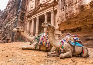 Cammelli a petra, giordania viaggio organizzato