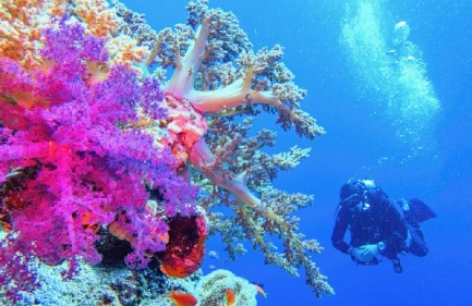 Escursione in Sottomarino Sindbad a Hurghada, le barriere corraline al mar rosso
