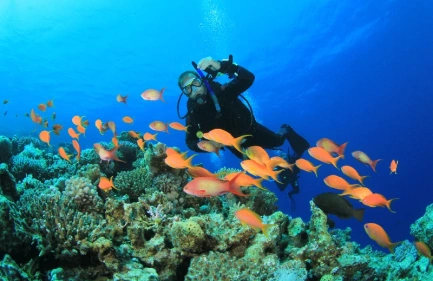 Snorkeling Ras Mohamed, snorkeling