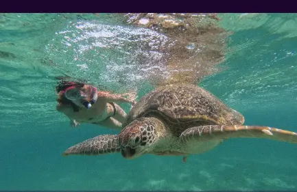 Snorkeling all'isola di Hamata da Marsa Alam