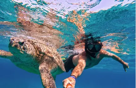 snorkeling con tartaruga verde, egitto piramidi e mare