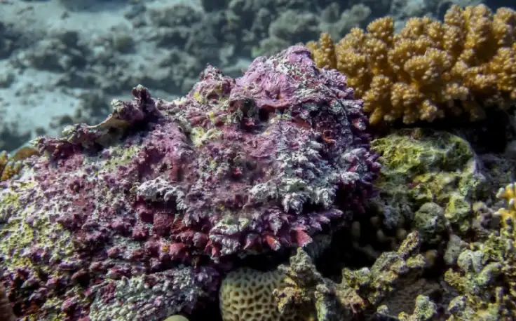 Mar Rosso località più belle, Ras Mohammed