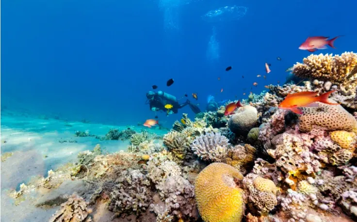 Cose da fare a Sharm El Sheikh, la barriera corallina