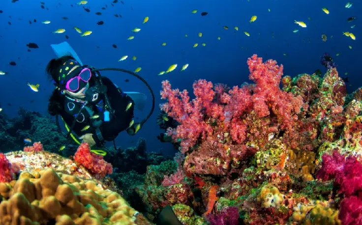 immersione el mar rosso