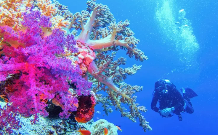 un uomo fa immersione al mar rosso, egitto posti da visitare