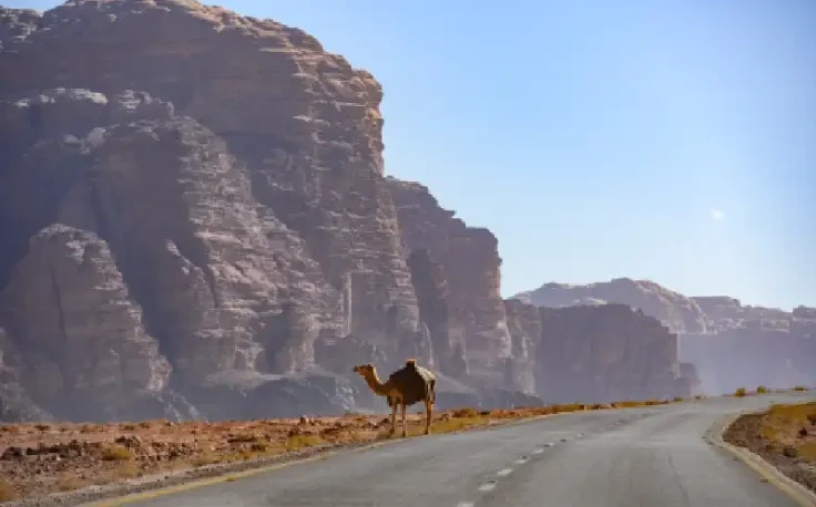 un cammello nel deserto della via dei re , strada dei re