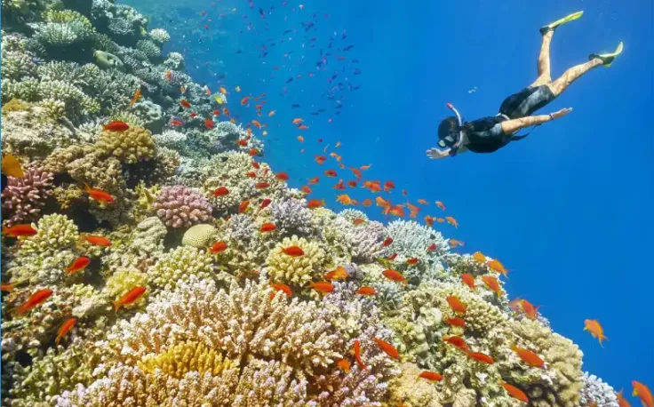 un'uomo fa snorkling nell'isola di giftun , isola di giftun hurghada