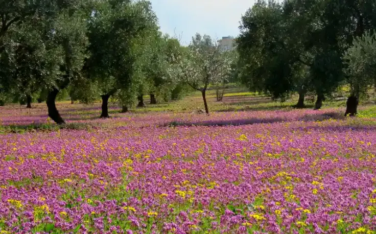 flora e fauna ad ajloun , ajloun