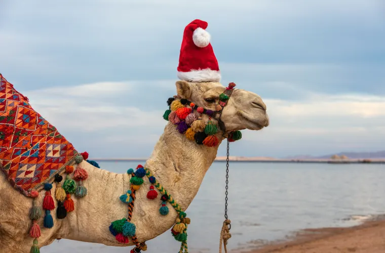 Camel in santa claus hat in christmas in Egypt, Christmas in Egypt
