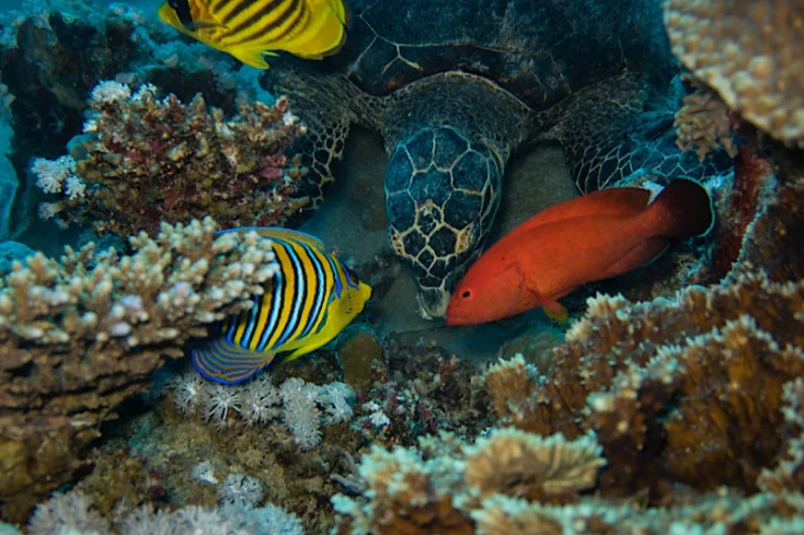 Immersioni mar rosso, pesci al mar rosso