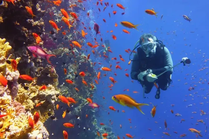 Cosa vedere in Egitto, Le barriere coralline del Mar Rosso