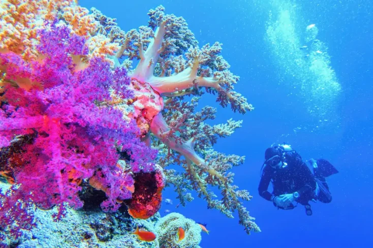 un uomo fa immersione al mar rosso, temperature in Egitto a capodanno