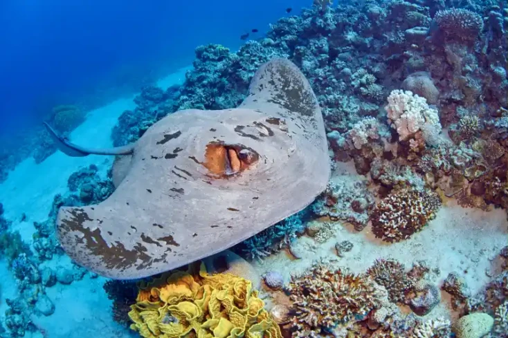 la vita marina ad golfo di aqaba , golfo di aqaba