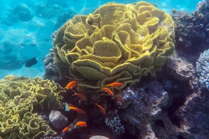 barriera corallina nella vita marina del golfo di aqaba , golfo di aqaba