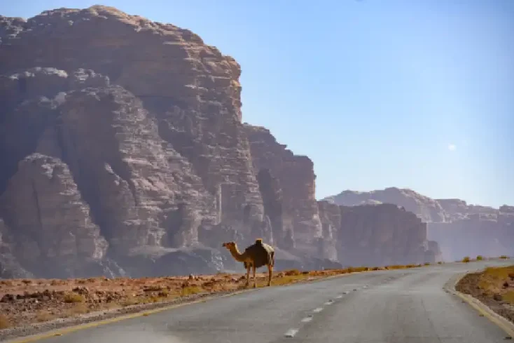 un cammello nel deserto della via dei re , strada dei re