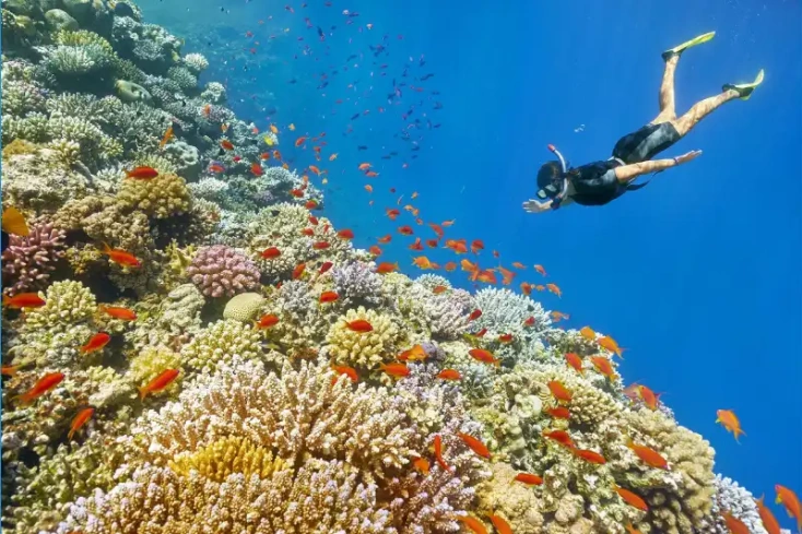 un'uomo fa snorkling nell'isola di giftun , isola di giftun hurghada