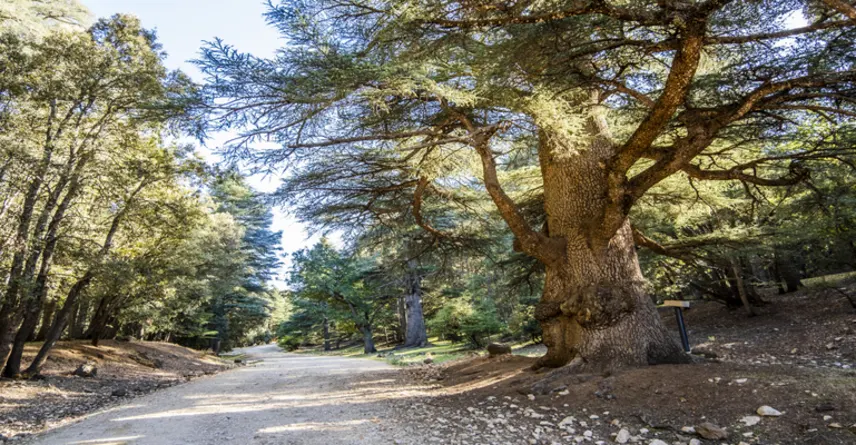 Azrou, Marruecos Azrou, Marruecos