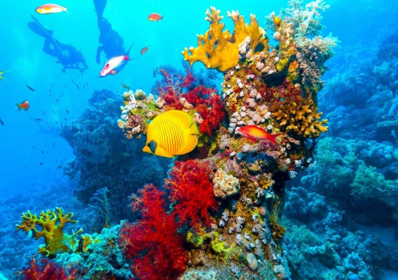 Diving in Egypt Diving in Egypt