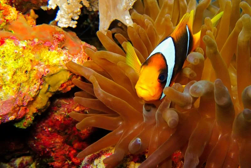 Safaga Port Red Sea Egypt Safaga Port Red Sea Egypt
