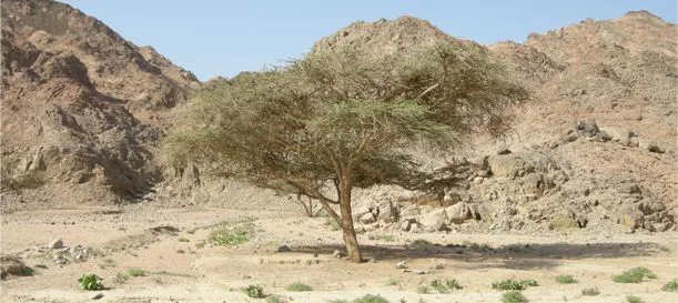National Parks in Egypt National Parks in Egypt