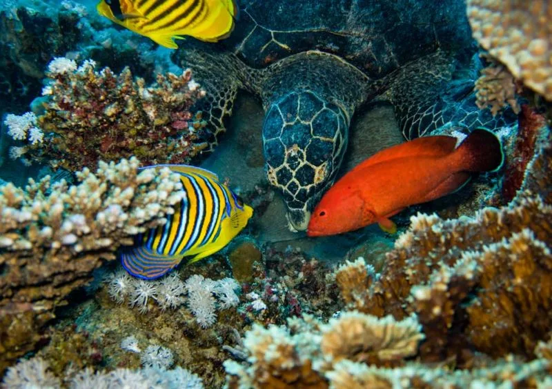 Diving in Egypt Diving in Egypt