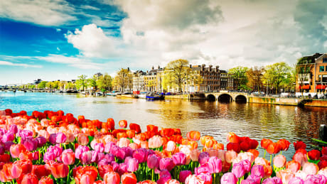 Tulpankryssning Holland