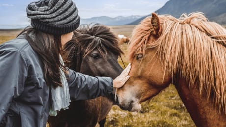 Kryssning till Island med Orkney och Shetlandsöarna