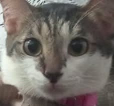 New