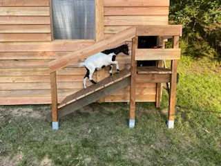 Cabane pour chèvres - Menuiserie Sirouet