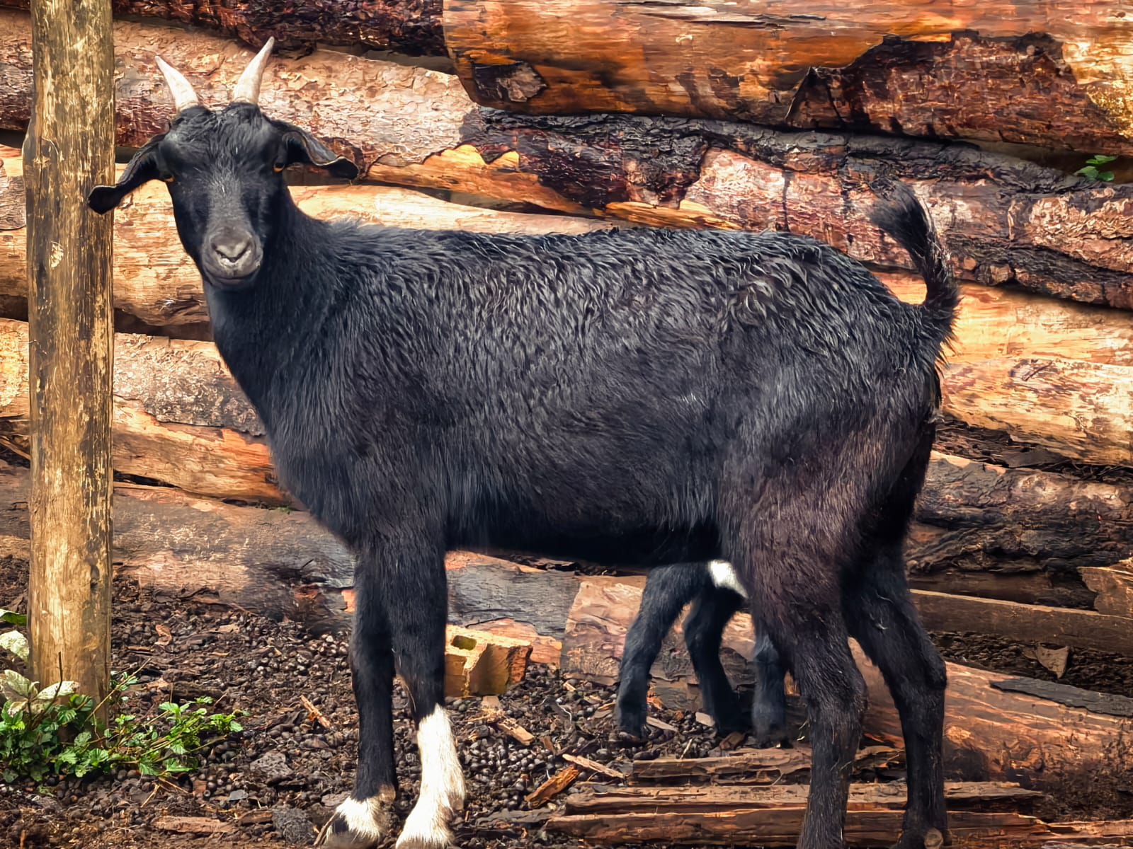 Goat, photo 1 of 3