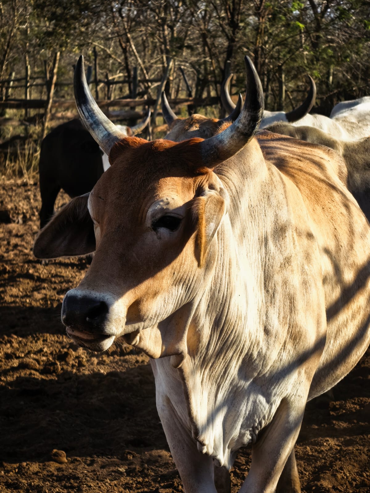 Cow, photo 1 of 3