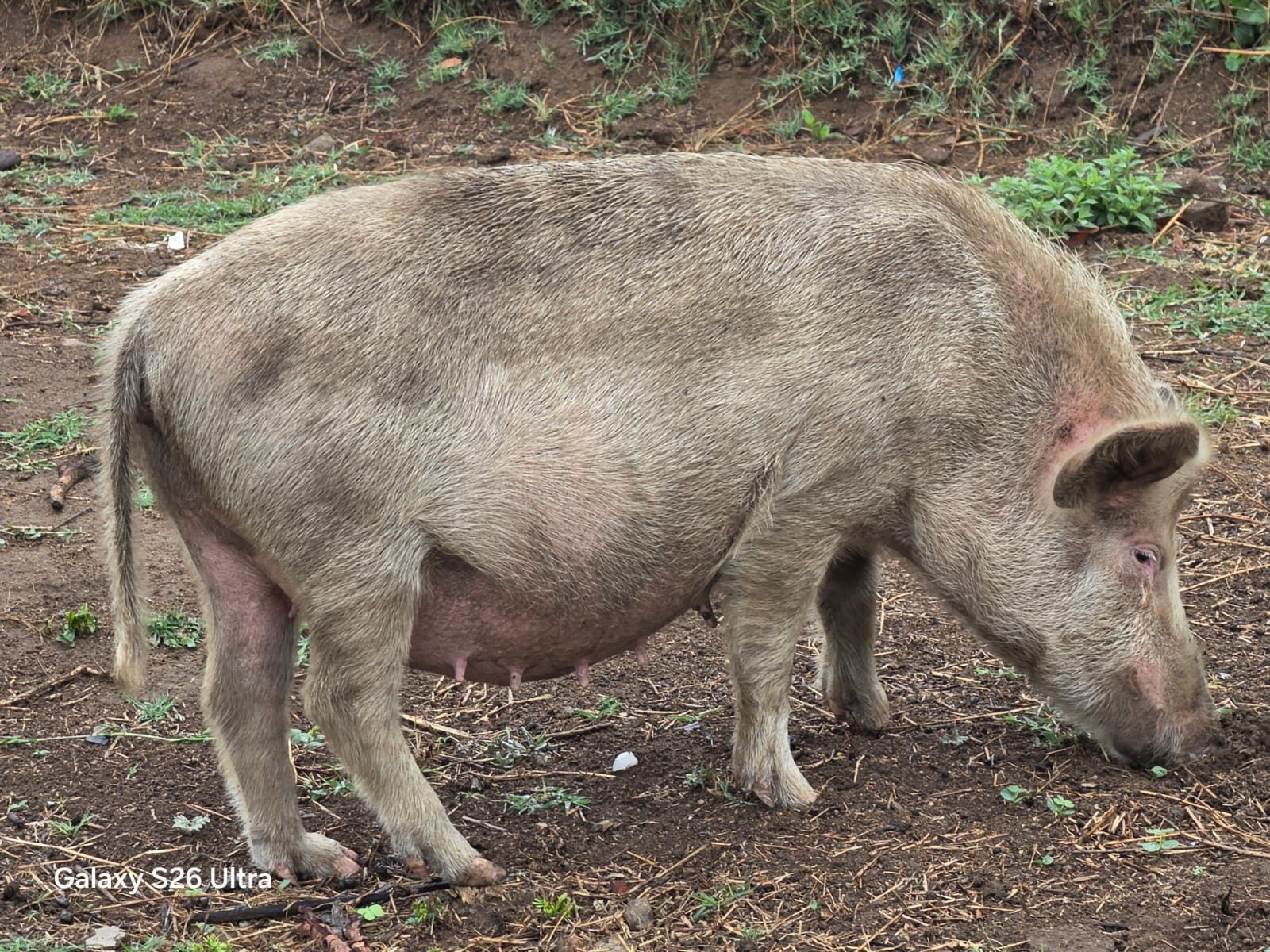 Pig, photo 1 of 3