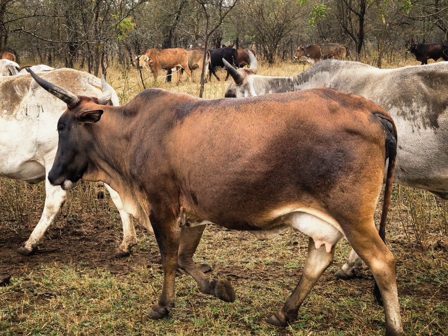 Cow, photo 1 of 3