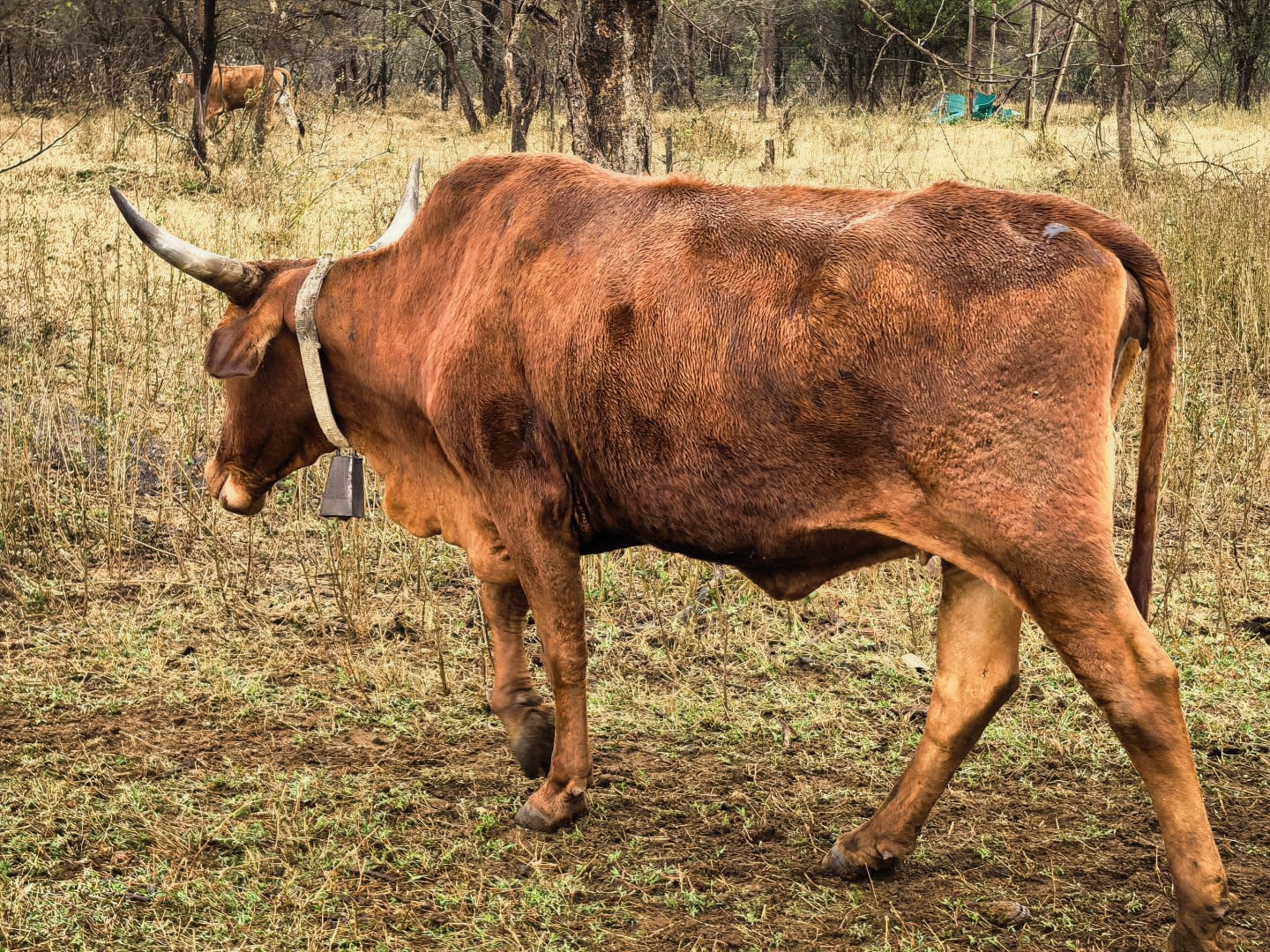 Cow, photo 1 of 3