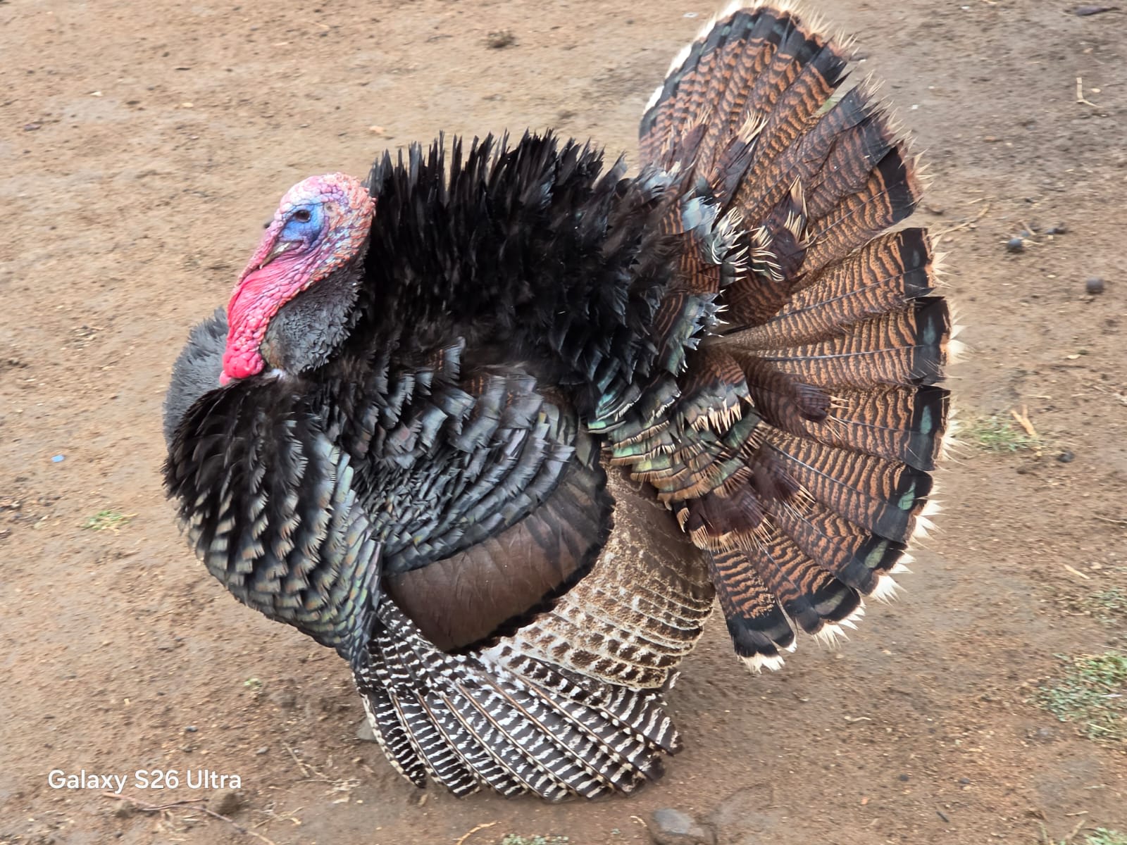 Turkey, photo 1 of 3