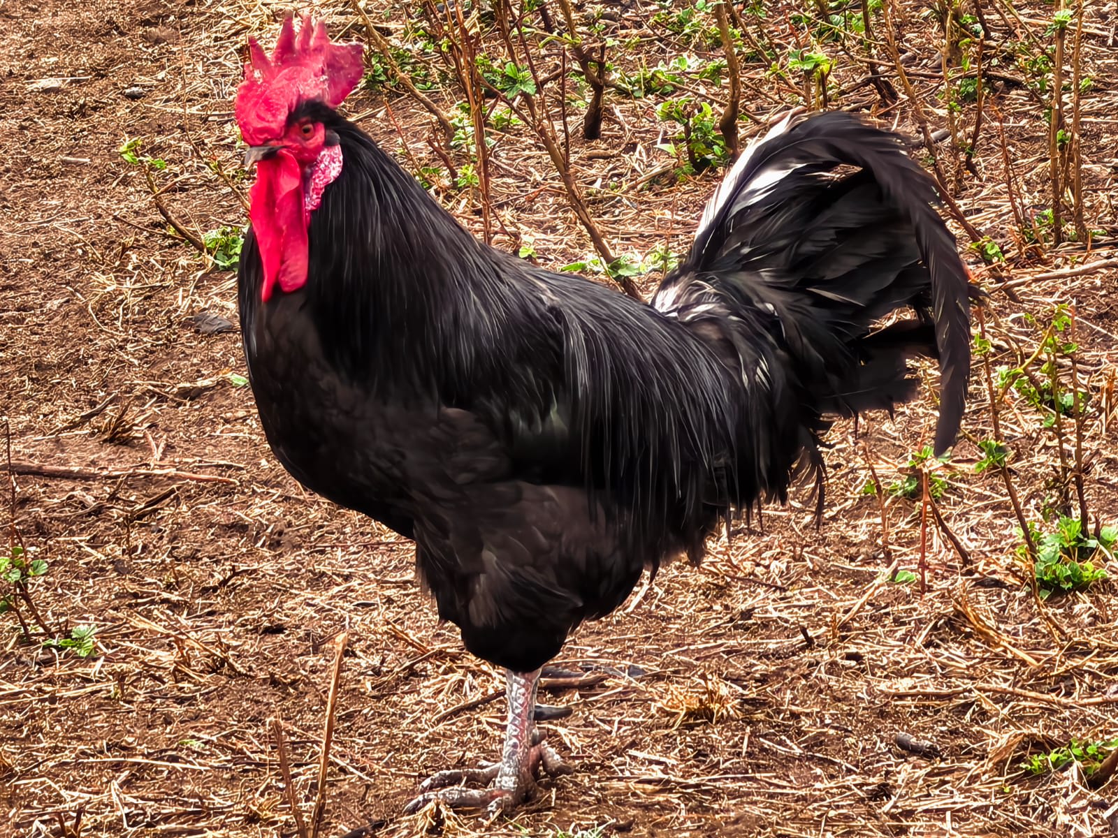 Chicken, photo 1 of 3