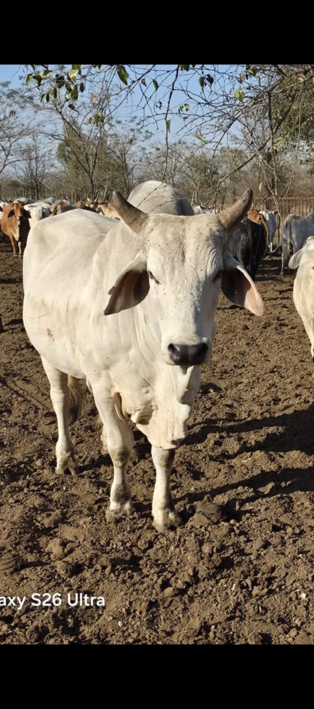 Cow, photo 1 of 3