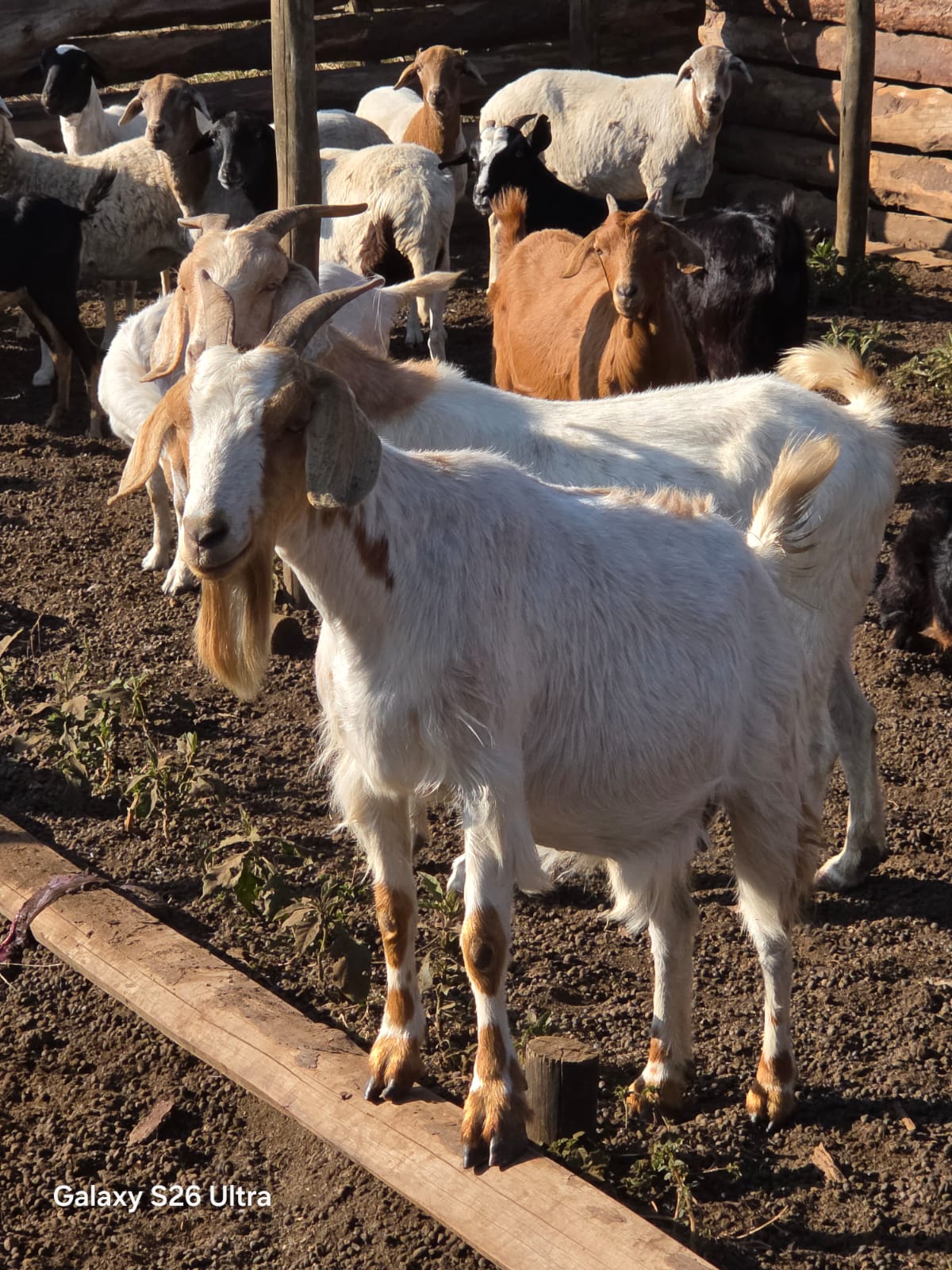 Goat, photo 1 of 3
